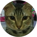 Yani Pudji Lestari Mudjiono profile picture